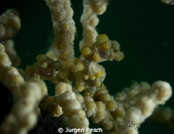 2 yellow pygmy seahorse in Malapasqua by Jurgen Pesch 